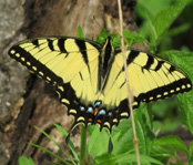Eastern Tiger Swallowtail Arboretum 4_21_2015